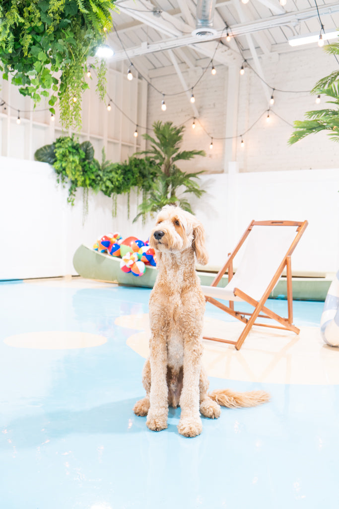 Dog resting comfortably in a cozy room at a cage-free dog boarding resort in Glendale, serving Burbank, Pasadena, Los Feliz, and greater Los Angeles.