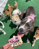 Treat Your Canine Companion to a Delicious and Fun-filled Birthday Celebration with Our Dog Birthday Parties at Puppy Island Care & Spa - Lots of Treats and Cakes, Fun Activities in Los Angeles CA