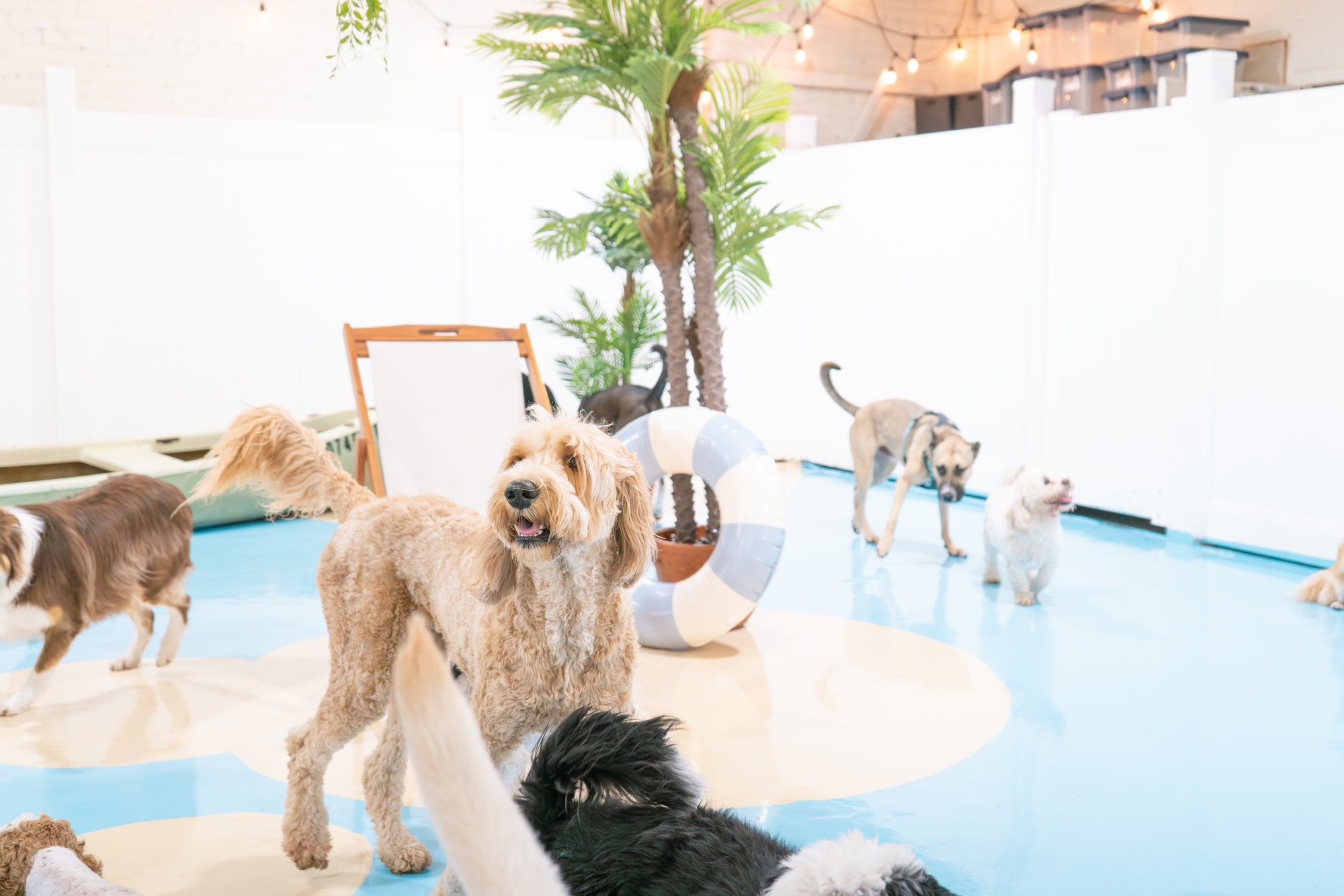 Puppy Island facility offering full-service dog care to families from Burbank, Pasadena, Los Feliz, and beyond