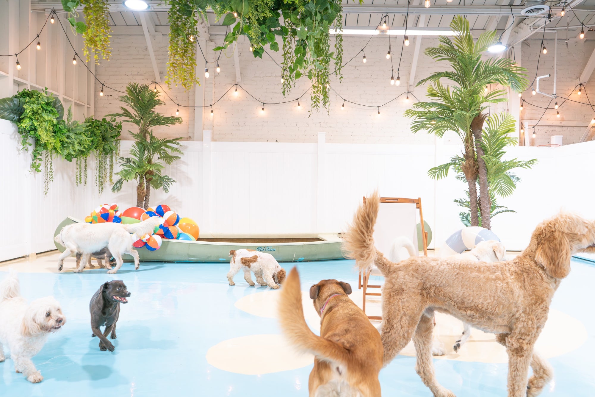 Dogs enjoying group playtime in size-separated play zones at Puppy Island.