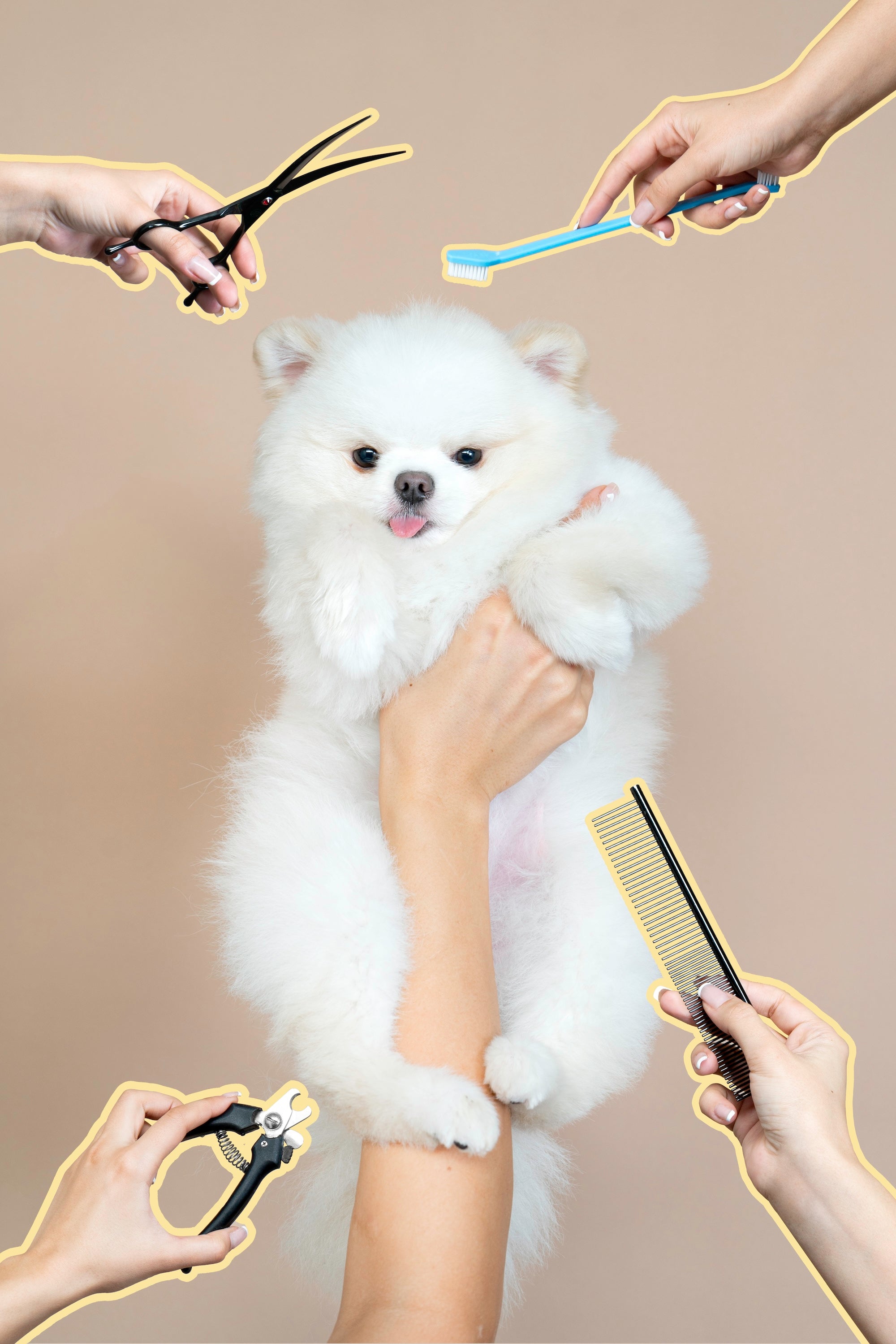 Dog being pampered during a professional grooming session at a dog spa in Glendale, serving Burbank, Los Angeles, Pasadena, and Los Feliz
