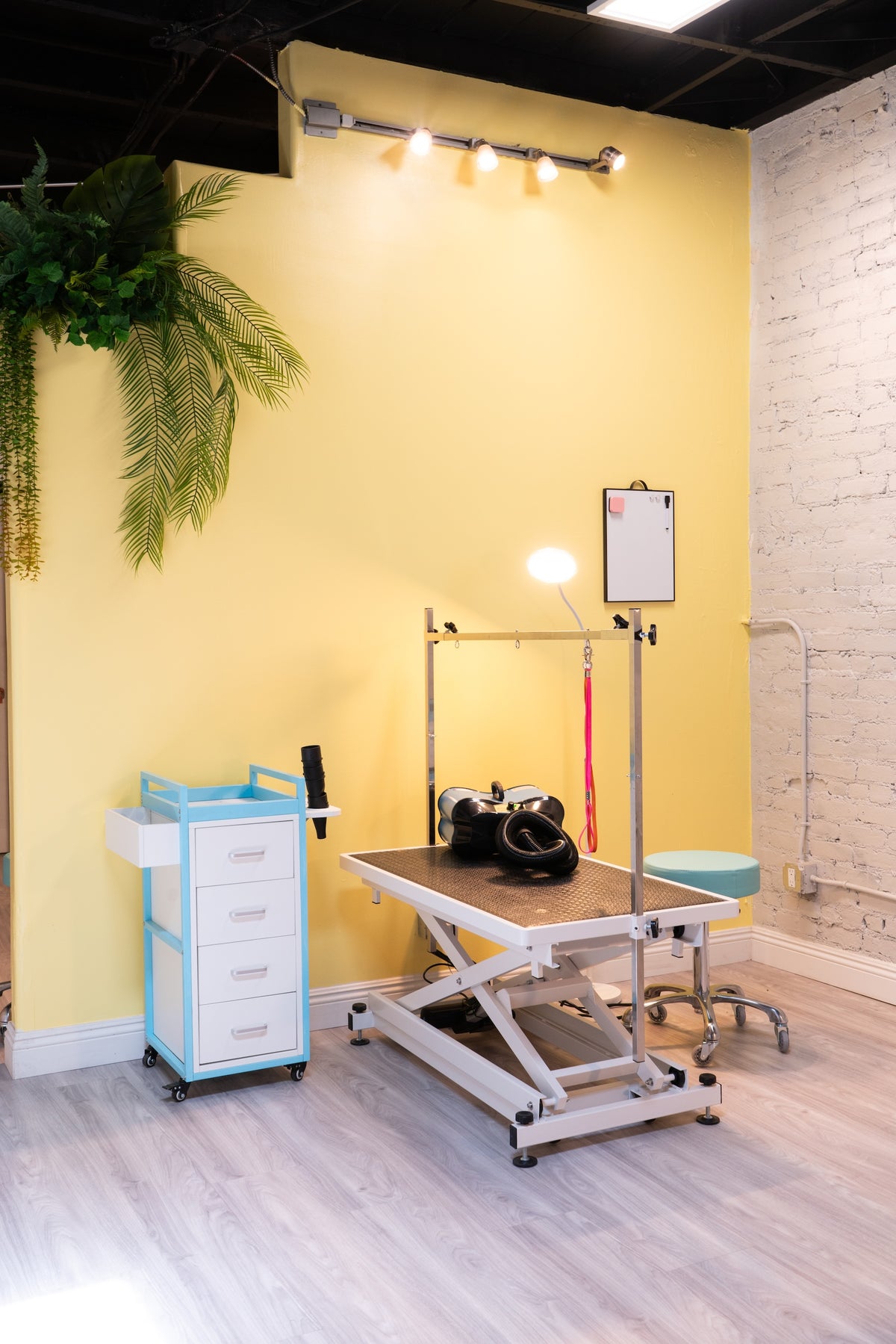 Grooming room at Puppy Island equipped for professional dog grooming services.