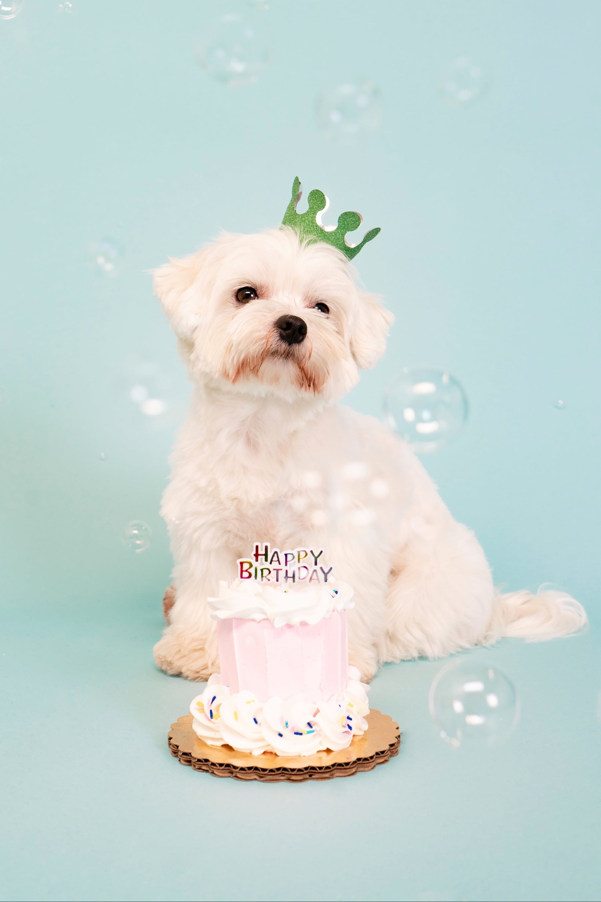 Dog posing during a themed pet photoshoot at a professional dog photography studio in Glendale, serving Burbank, Pasadena, Los Feliz, and Los Angeles.