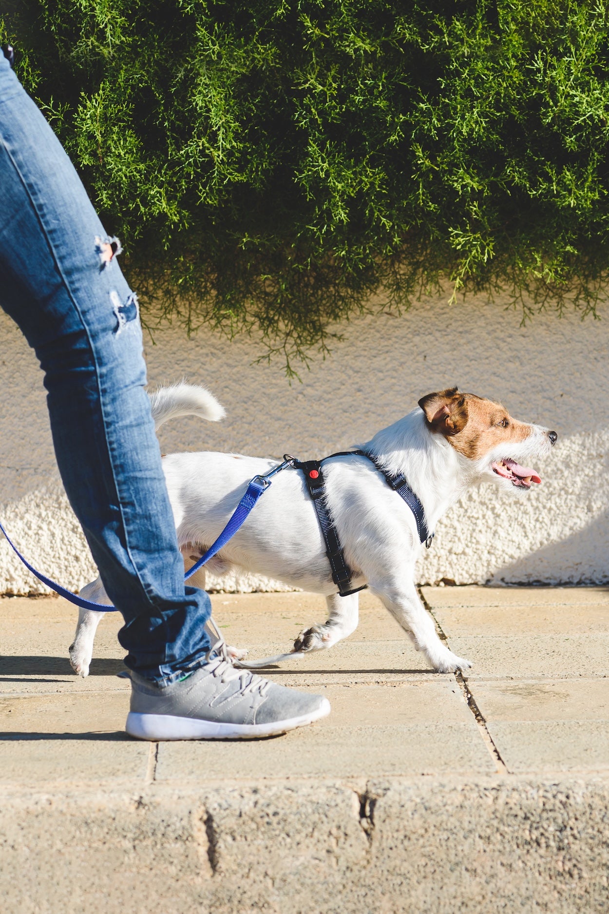 Dog on a structured walk with a handler from a professional dog walking service in Glendale, serving Burbank, Los Angeles, Pasadena, and Los Feliz.
