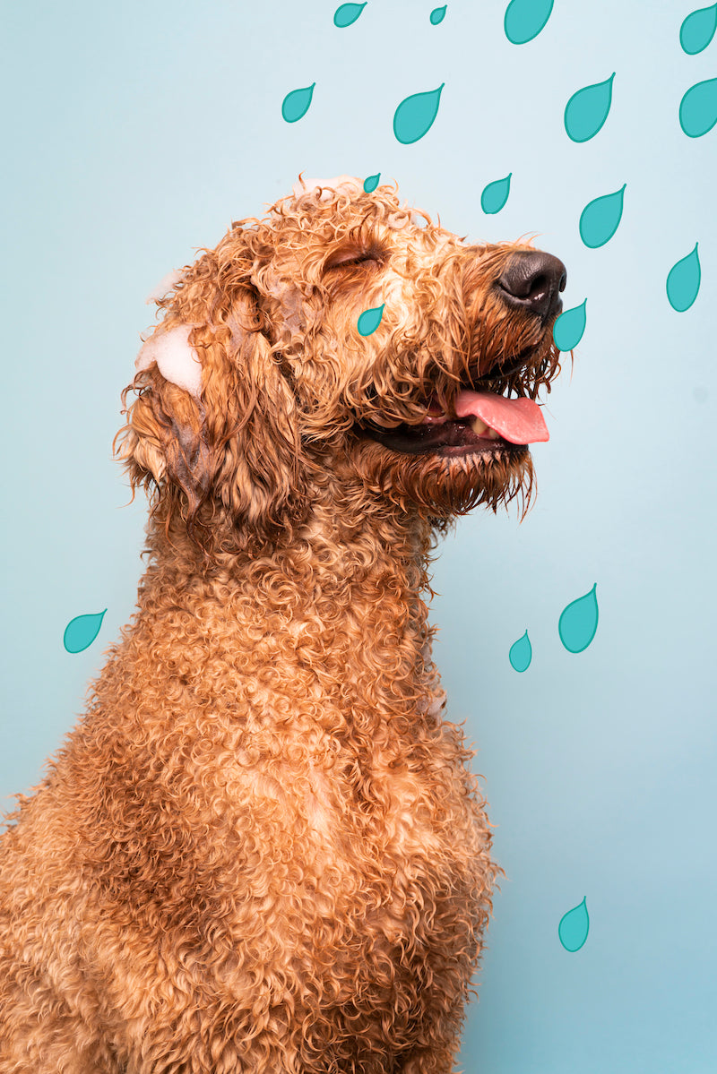 Dog enjoying a relaxing wash and spa treatment at a luxury dog spa in Glendale, serving Burbank, Los Angeles, Pasadena, and Los Feliz
