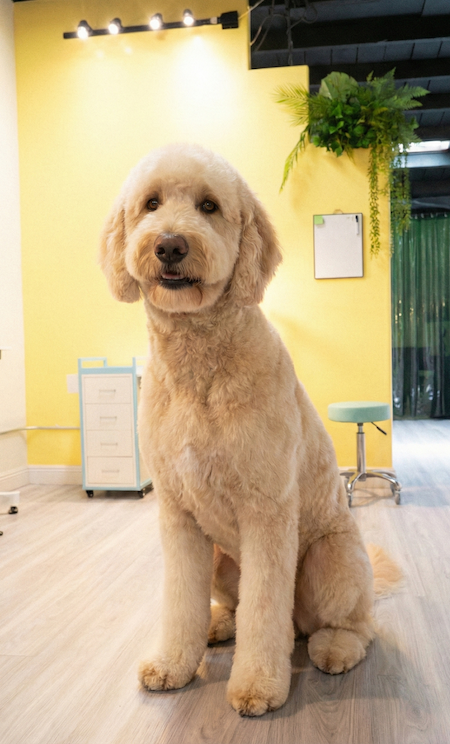 Large Doodle sitting indoors at puppy island care & Spa Grooming salon 