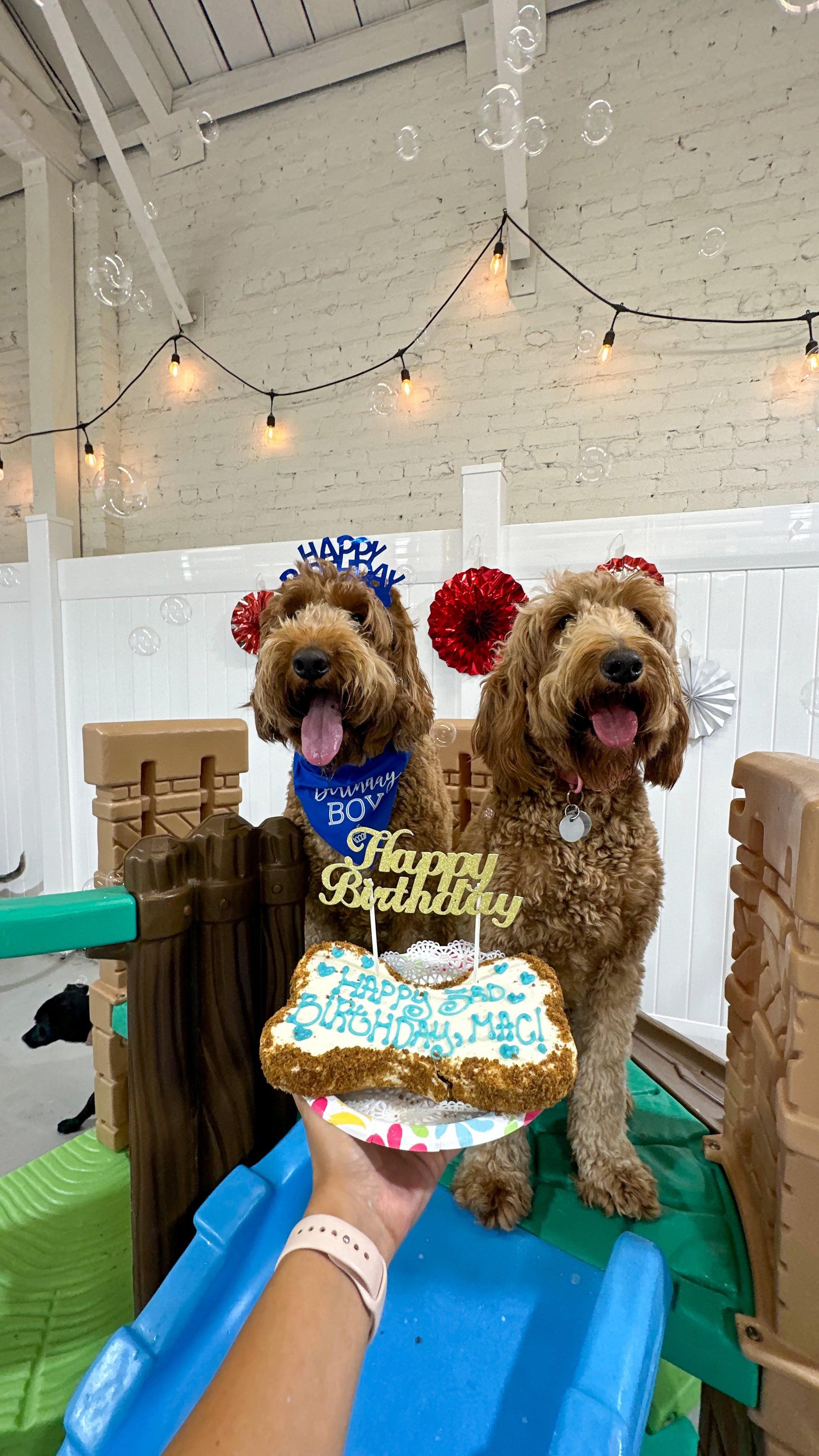 Friendly team members caring for dogs in a clean, spacious environment at Puppy Island on the dogs birthday.