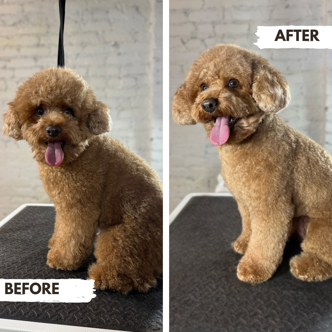 Golden Doodle Grooming Puppy Island Care & Spa before and after