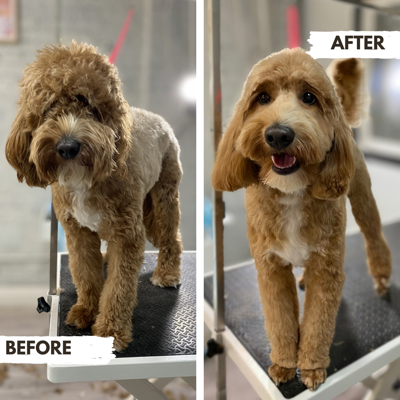 Before and after comparison of a Goldendoodle on a grooming table with a visible haircut.
