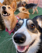 Luxurious Puppy Boarding and Kennel Services in Glendale CA - Your Pup's Home Away from Home at Puppy Island Care & Spa