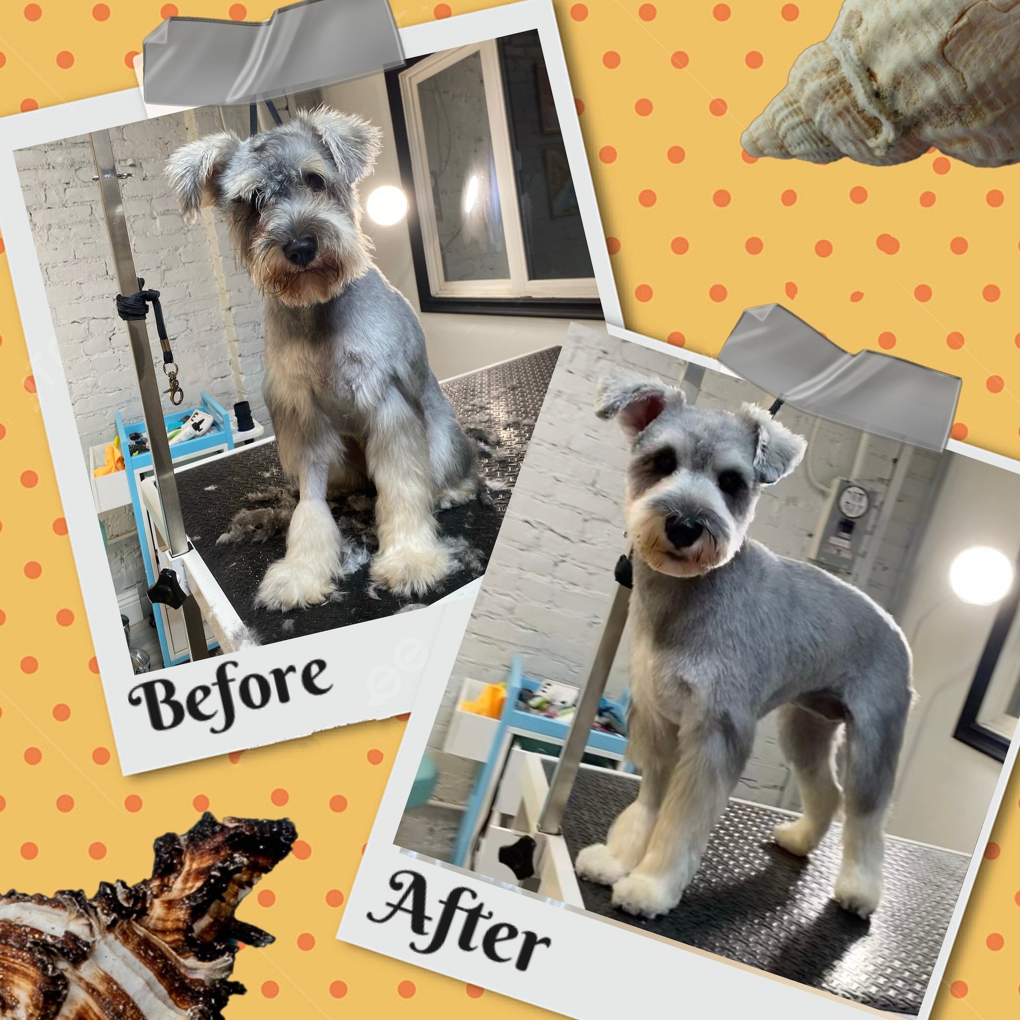 Award-winning dog care facility in Glendale providing daycare, boarding, grooming, and spa services
