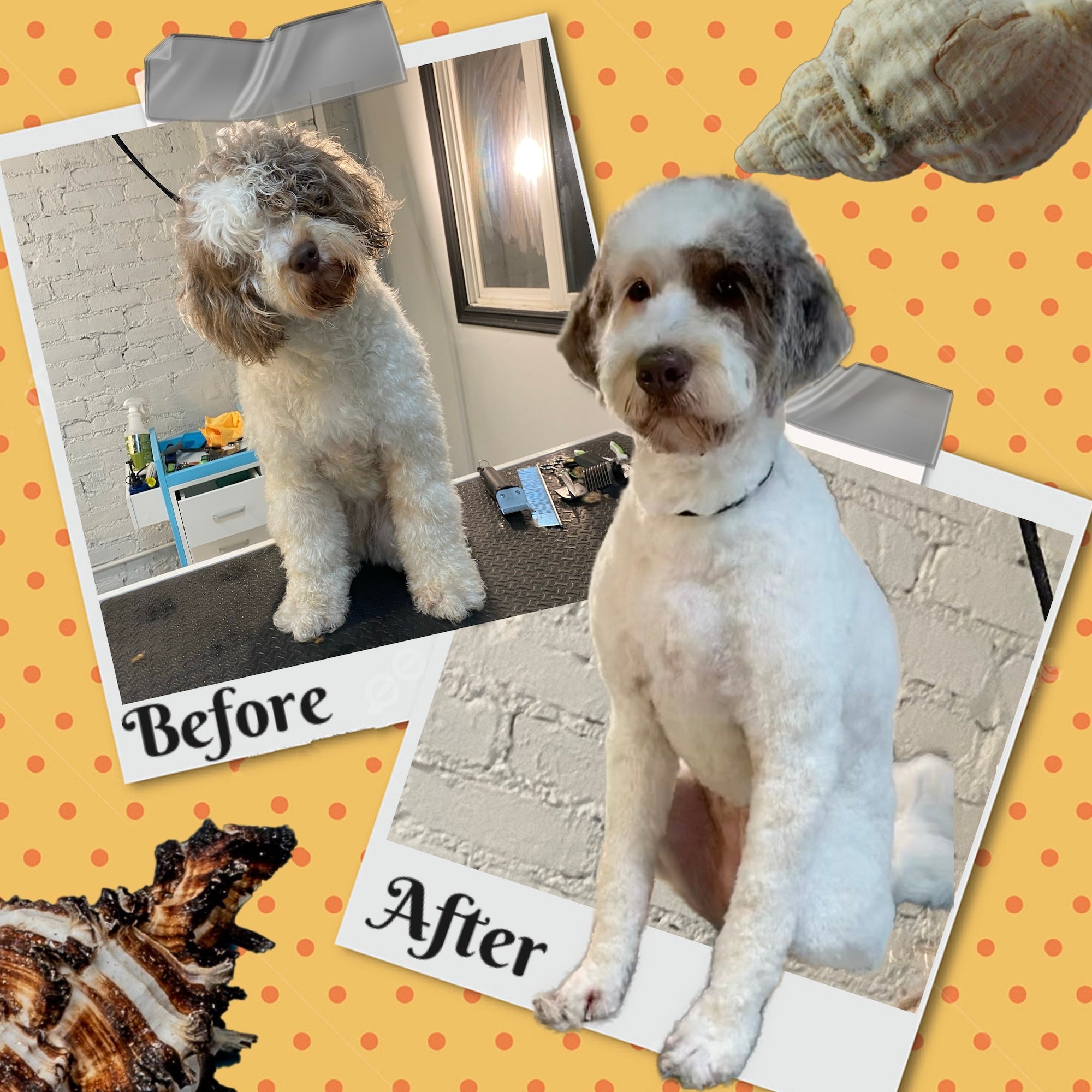 Award-winning dog care facility in Glendale providing daycare, boarding, grooming, and spa services