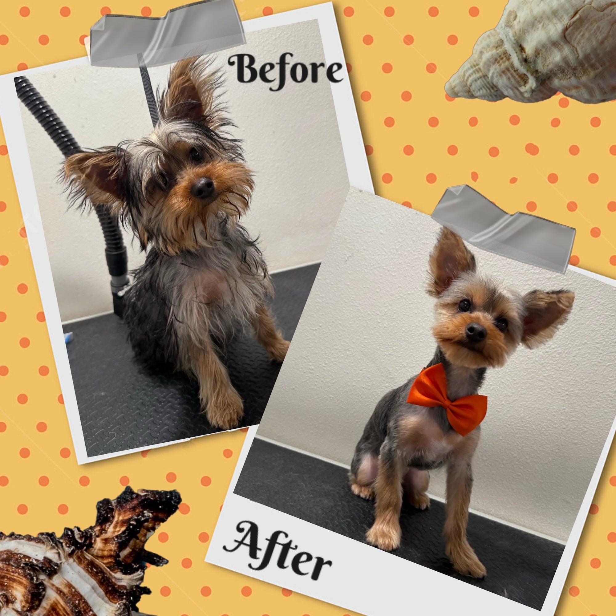Award-winning dog care facility in Glendale providing daycare, boarding, grooming, and spa services