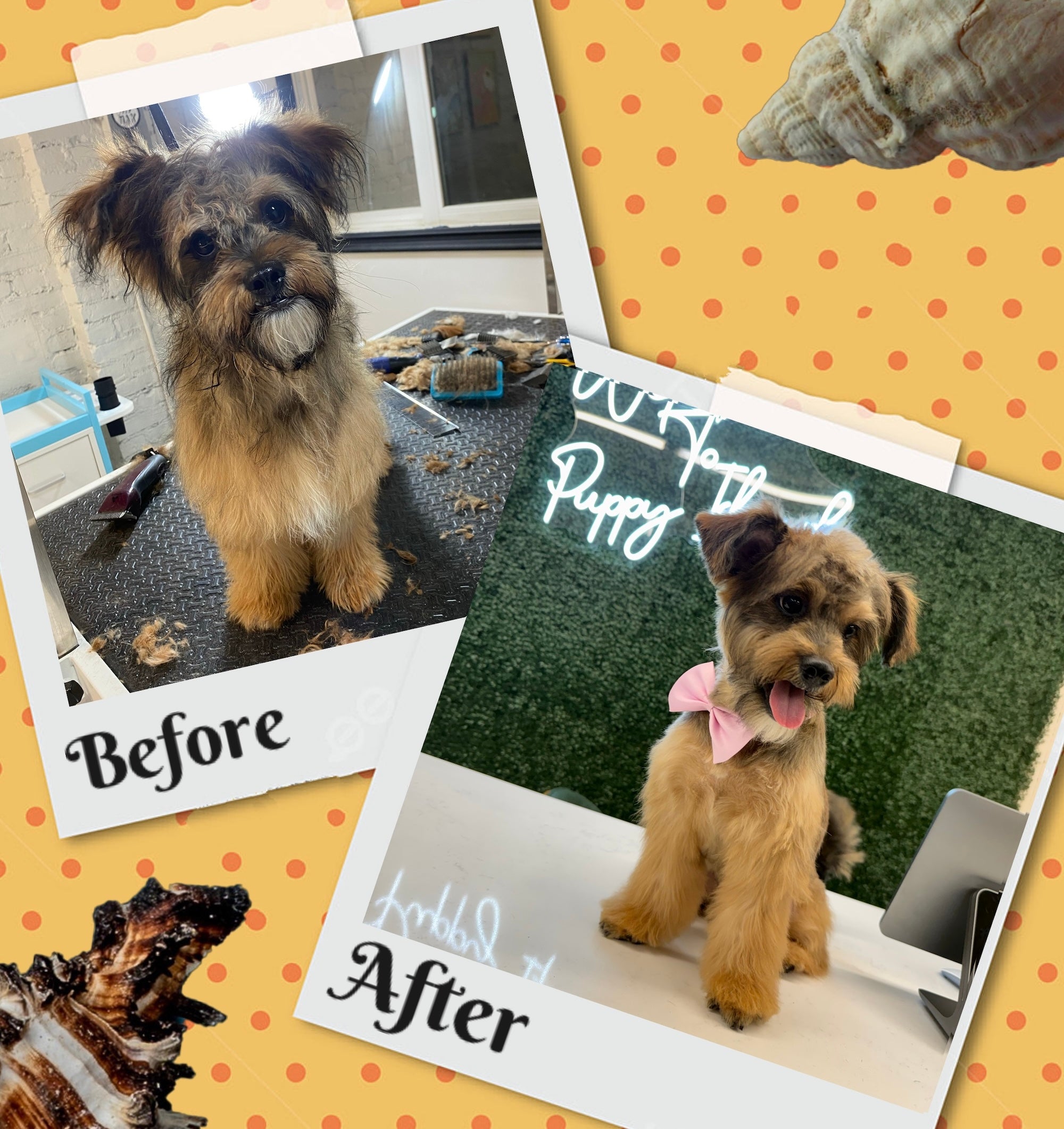 Award-winning dog care facility in Glendale providing daycare, boarding, grooming, and spa services.