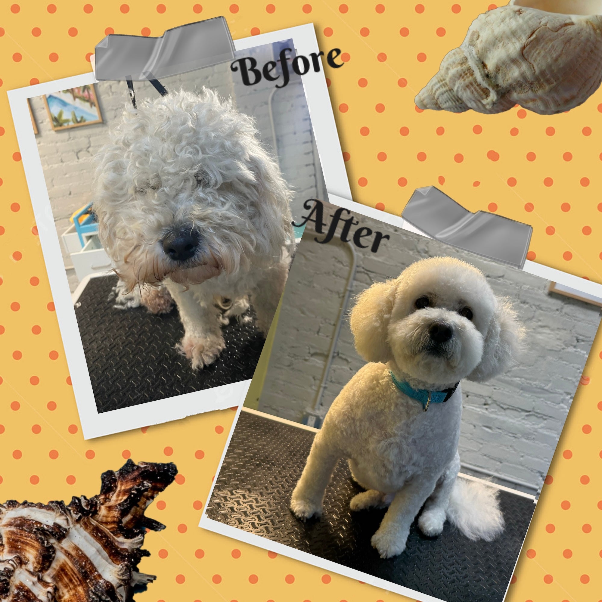 Award-winning dog care facility in Glendale providing daycare, boarding, grooming, and spa services