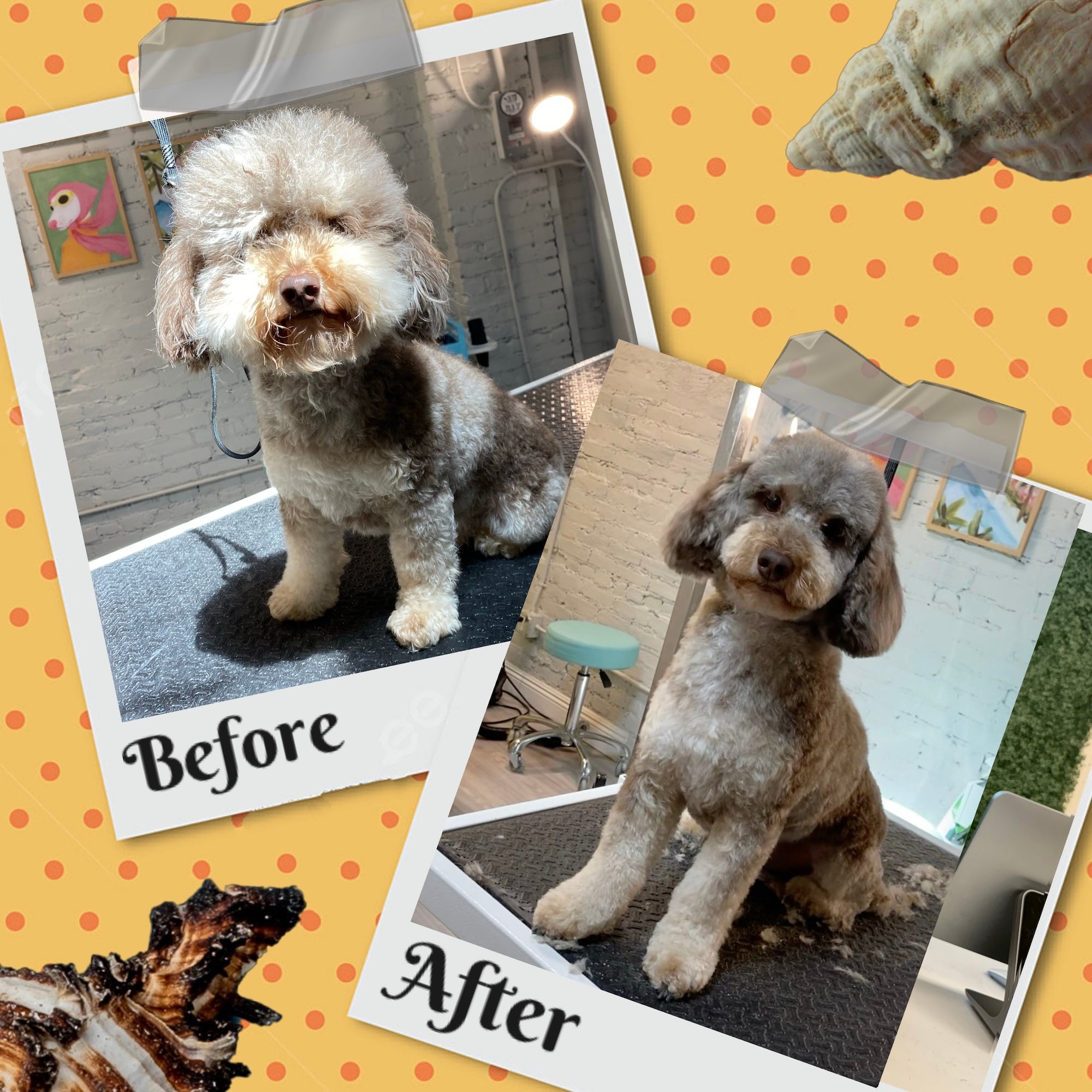 Award-winning dog care facility in Glendale providing daycare, boarding, grooming, and spa services