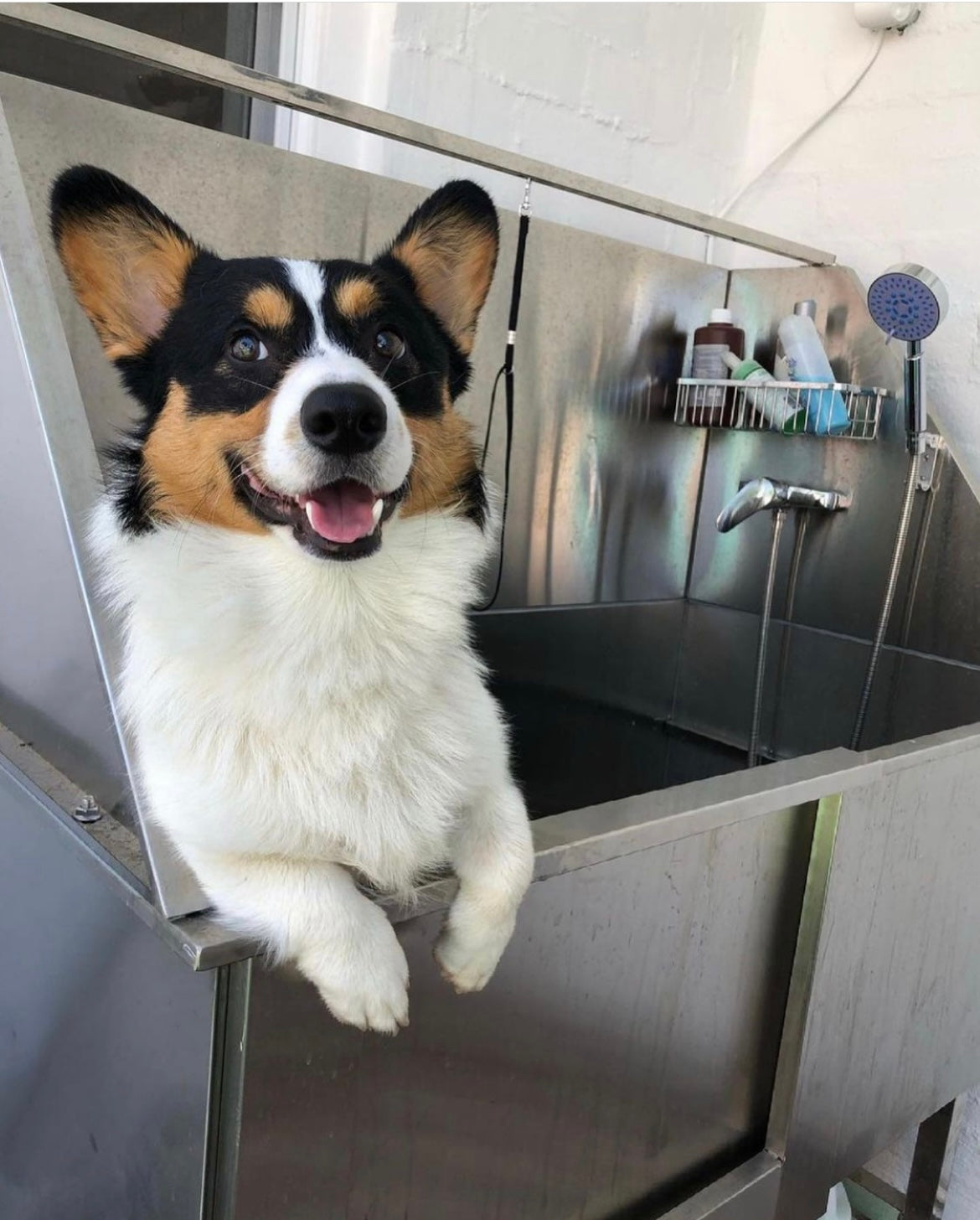 Dog in a professional grooming tub at Puppy Island Care & Spa