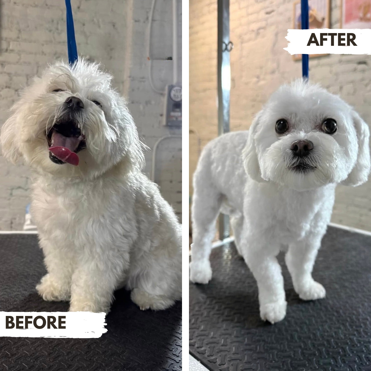 Before and after comparison of a white dog maltese with a groomer at puppy island care & Spa