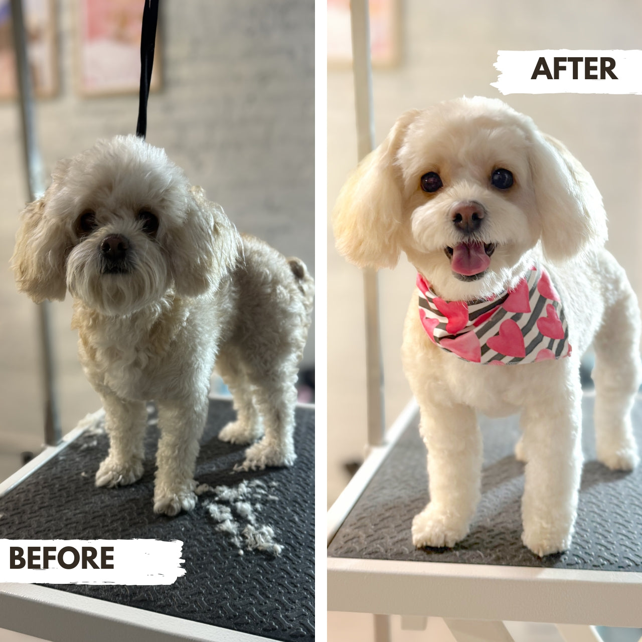Before and after comparison of a maltipoo dog on a grooming table at Puppy Island Care & Spa