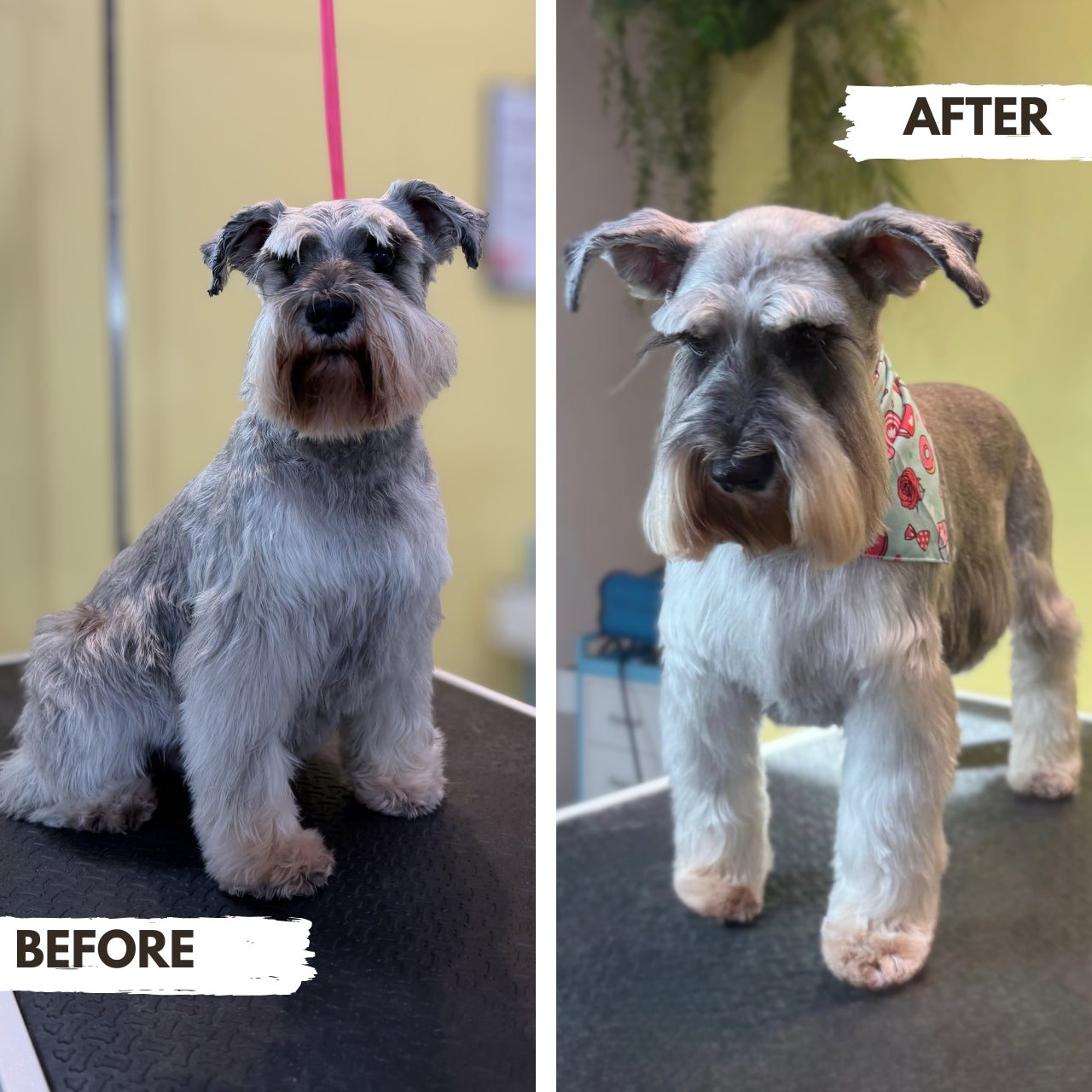 Before and after comparison of a Miniature Schnauzer dog with grooming results at Puppy Island Care & Spa