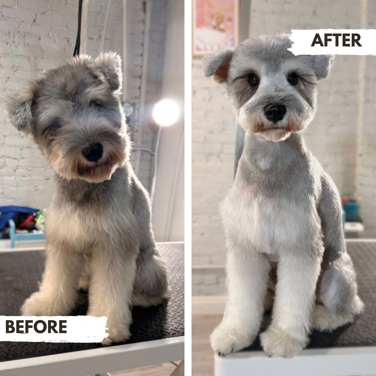Before and after comparison of a Miniature Schnauzer dog's grooming transformation at Puppy Island Care & Spa