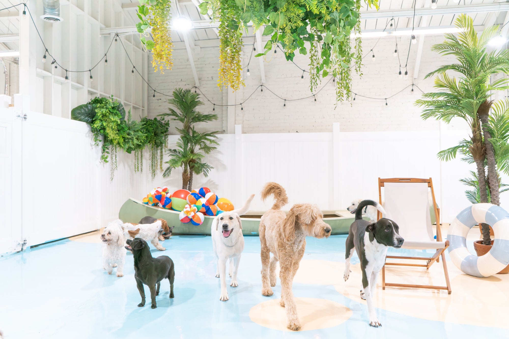 Award-winning dog care facility in Glendale providing daycare, boarding, grooming, and spa services.
