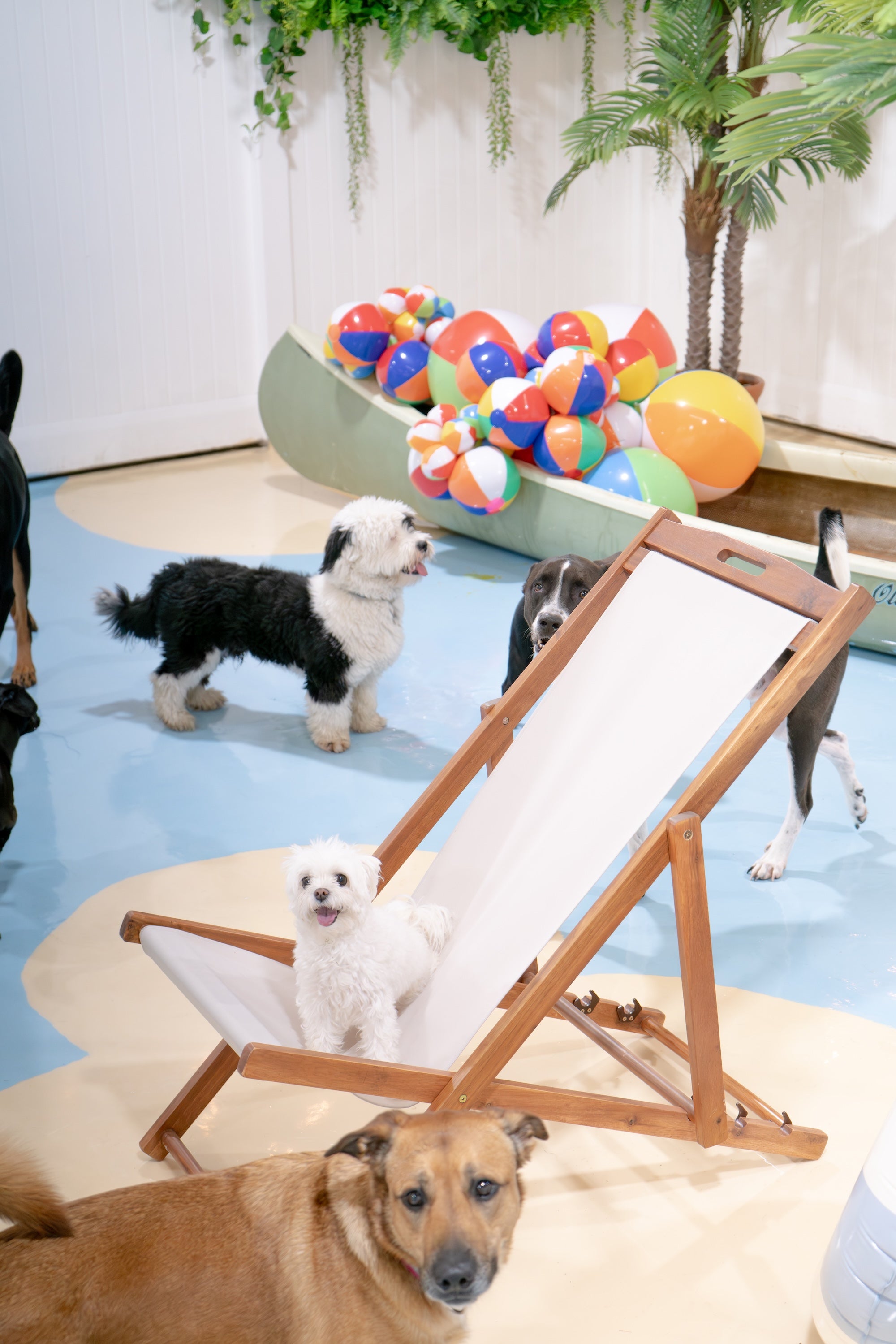 Award-winning dog care facility in Glendale providing daycare, boarding, grooming, and spa services.