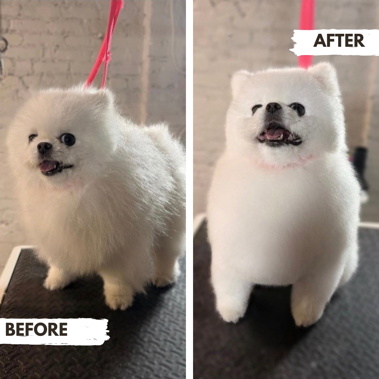 Before and after comparison of a fluffy white dog Pomeranian at Puppy Island Care & Spa