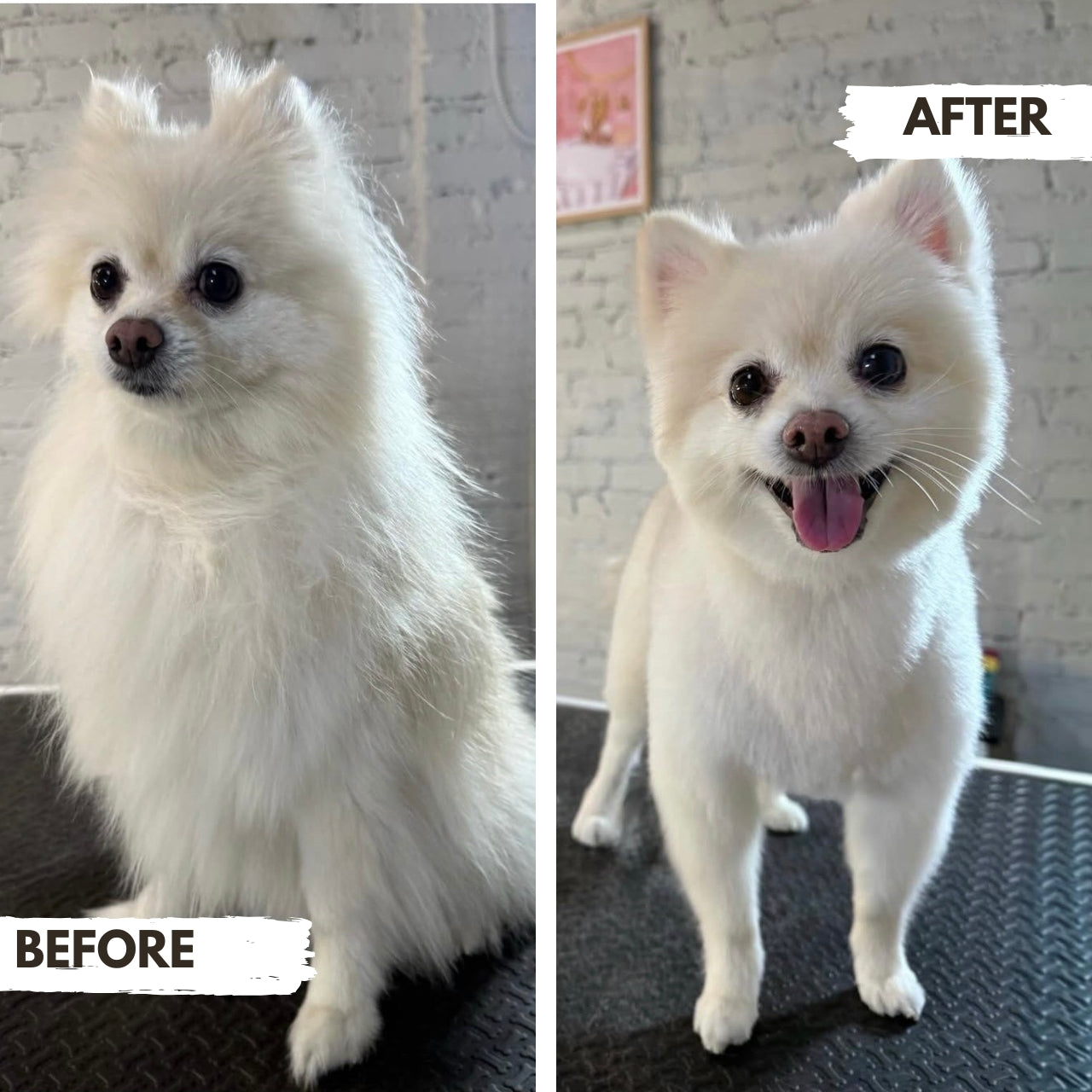 Before and after comparison of a white dog pomeranian at Puppy Island Care & Spa