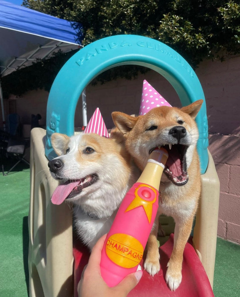 Make Your Dog's Birthday an Unforgettable Fun Day with Our Dog Birthday Parties at Puppy Island Care & Spa - Exciting and Engaging Activities for Your Canine Companion in Los Angeles CA