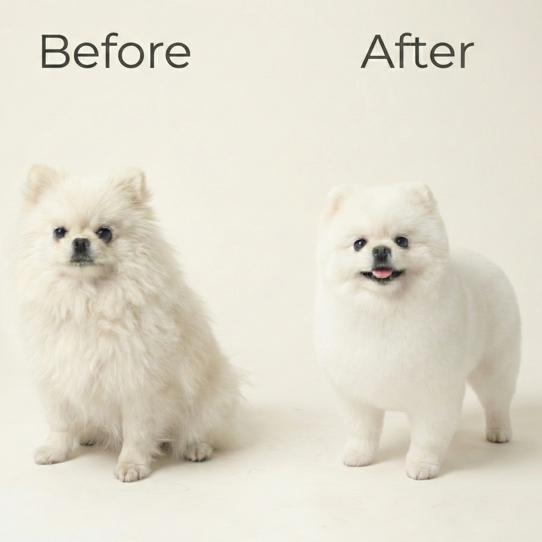 Before and after dog grooming of a Pomeranian showing a scruffy dog on the left and a neatly groomed one on the right, with text 'Book Your Groom Today' and 'Puppy Island Care & Spa' logo