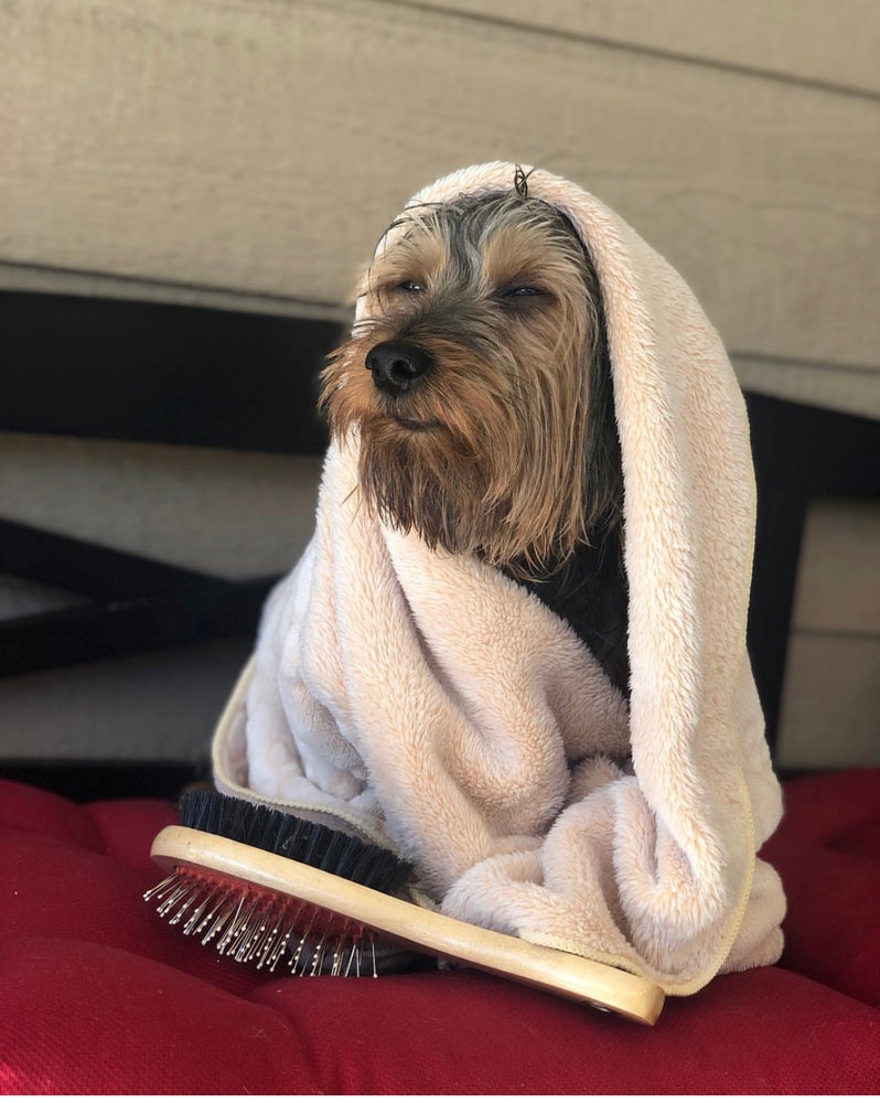 Unparalleled Puppy SPA Services in Los Angeles CA - Indulge Your Pup with Grooming, Pampering and Relaxation at Puppy Island Care & Spa