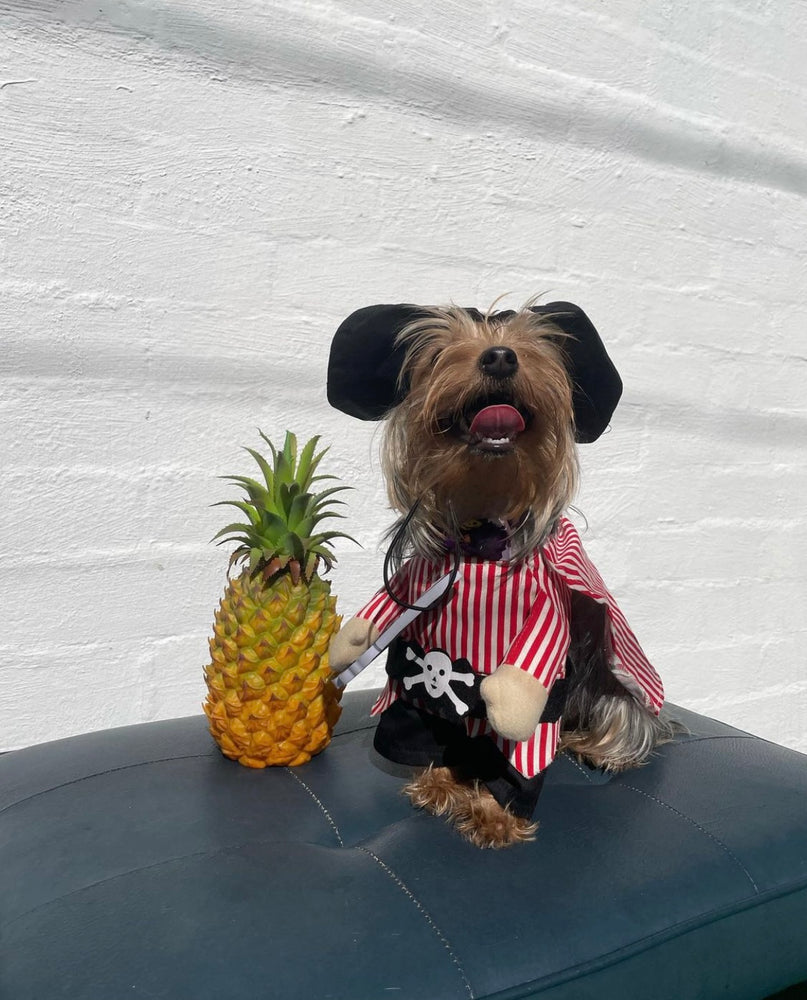 Set Sail with Your Canine Companion at Our Dog Halloween Contests with Dog friends and Pirate theme at Puppy Island Care & Spa - Exciting and Spooky Events for Your Four-legged Friend in Los Angeles CA