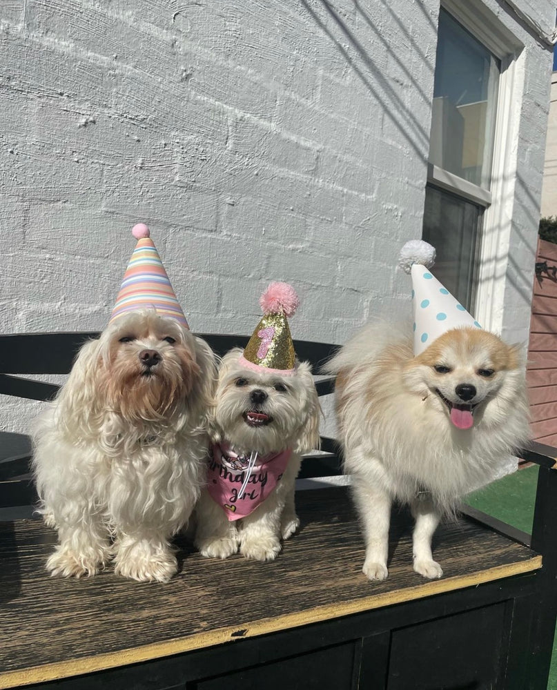 Throw a Paw-ty Your Dog Will Never Forget with Our Dog Birthday Parties at Puppy Island Care & Spa - Fun Activities, Delicious Treats and Cakes, and Playtime with Their Dog Friends in Los Angeles CA