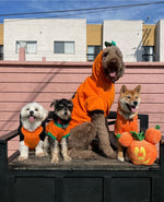Get in the Halloween Spirit with Your Canine Companion at Our Dog Halloween Contests with Dog friends at Puppy Island Care & Spa - Exciting and Spooky Events in Los Angeles CA