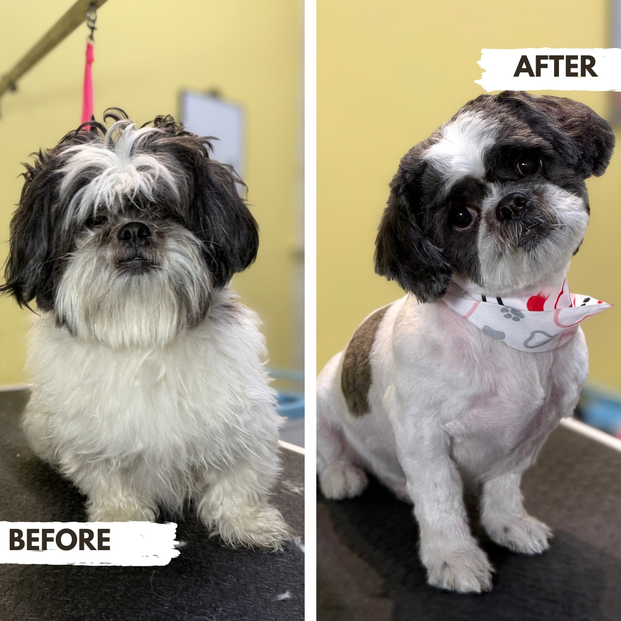 Before and after comparison of a shih tzu dog with grooming results at puppy island care & Spa