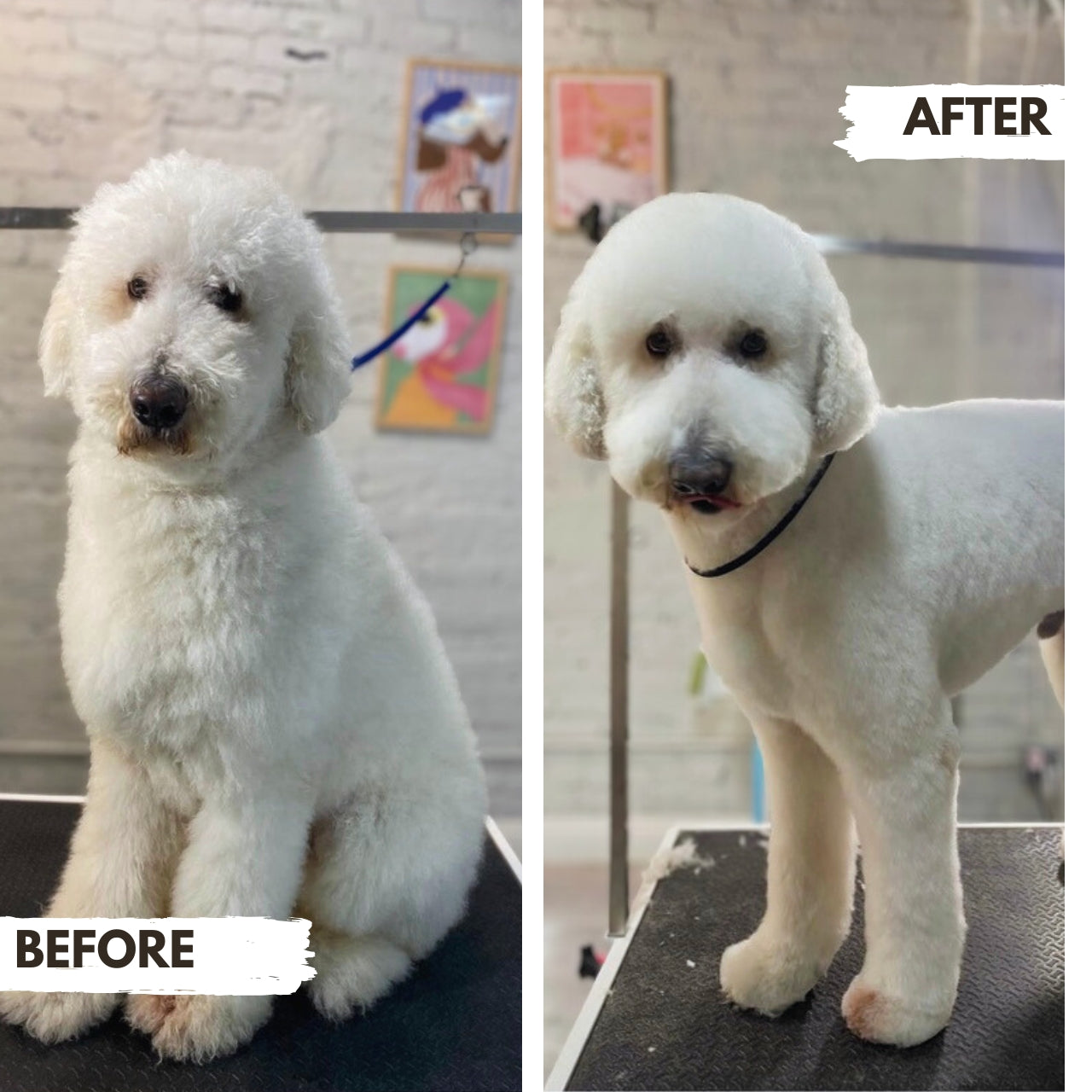 Well Groomed Before and after photos of a Standard Poodle At Puppy Island Care & Spa