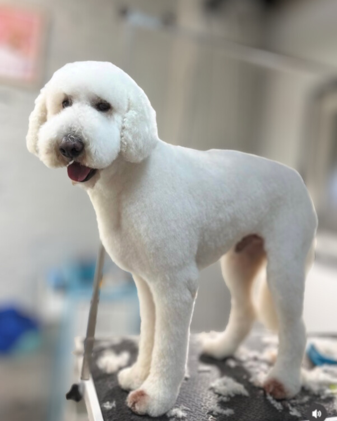 Well Groomed Standard Poodle At Puppy Island Care & Spa looking happy