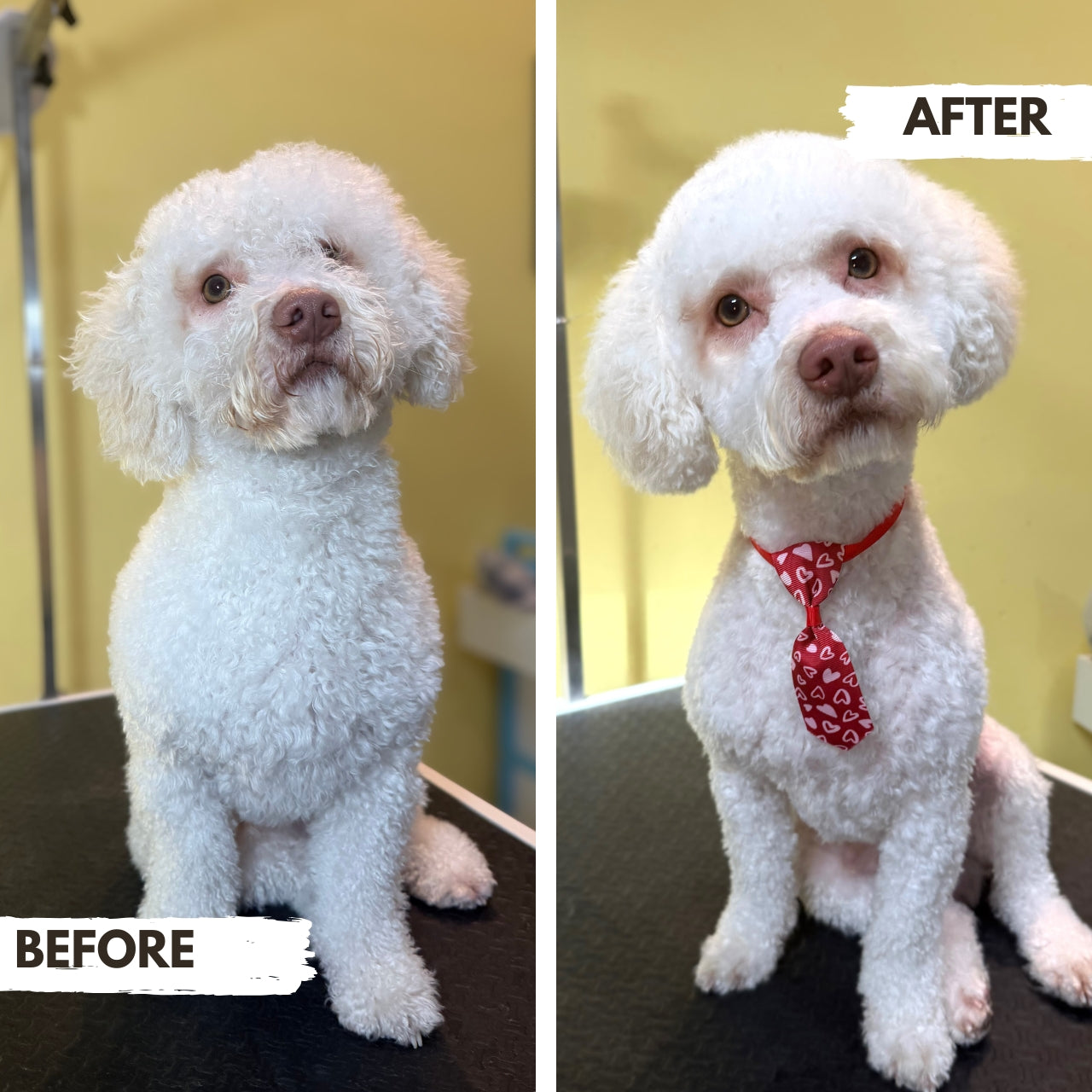 Well Groomed White Miniature Before & After At Puppy Island Care & Spa 