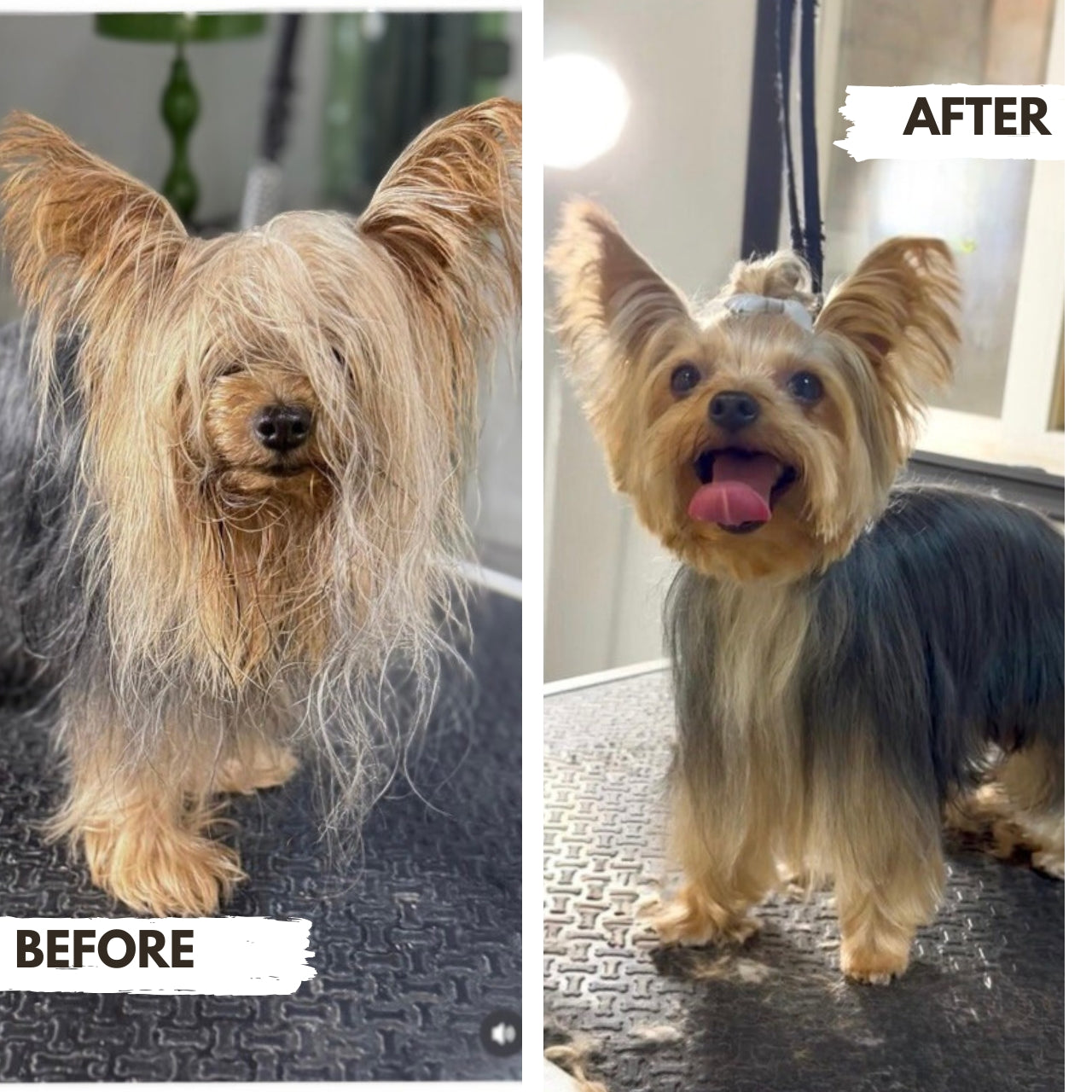 Before and after comparison of a dog Yorkie with a haircut, showing a significant transformation at Puppy Island Care & Spa