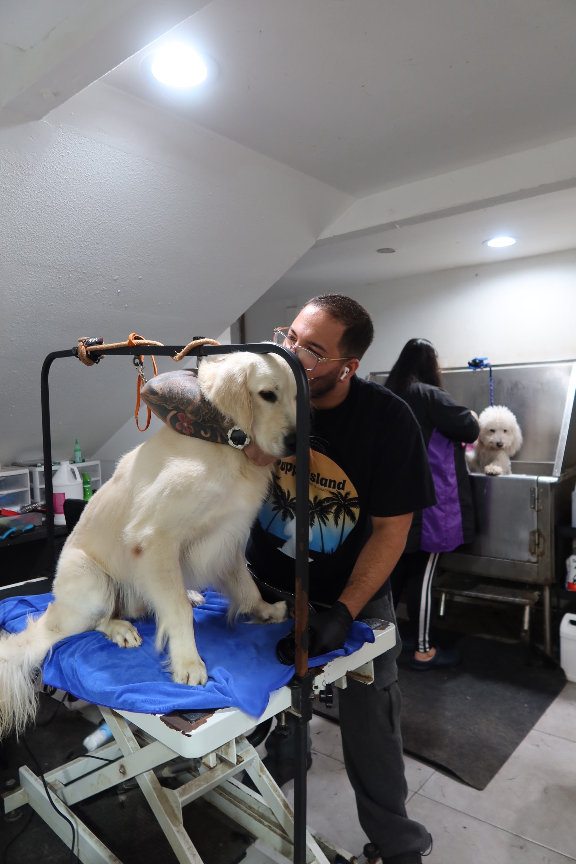 Dog being groomed on a table with a person assisting, in a grooming salon setting at puppy island care & Spa