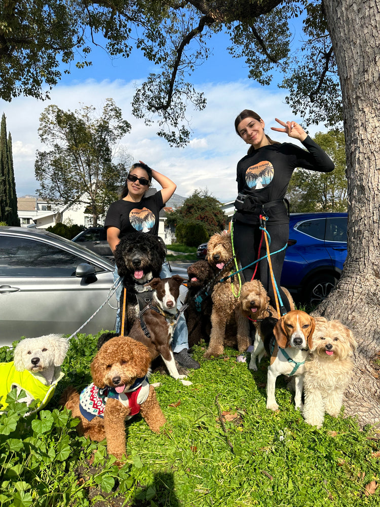 Exceptional Dog Walks Services in Los Angeles CA - Safe and Enjoyable Outdoor Adventures for Your Canine Companion at Puppy Island Care & Spa